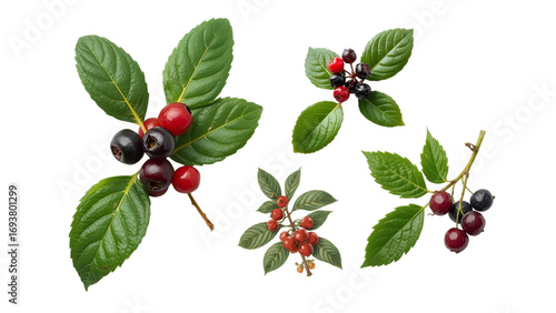 Salal berry
