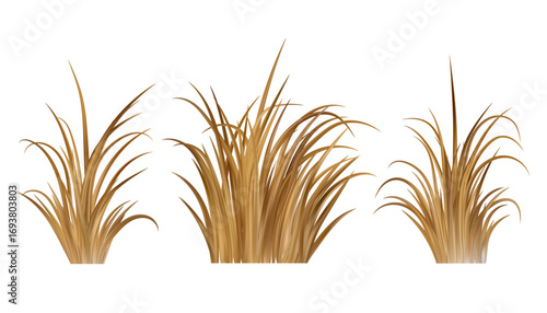 Dry brown grass. Dead field and marsh plants on meadow and beach. Prairie scene isolated on white background. Autumn realistic farm vegetation.