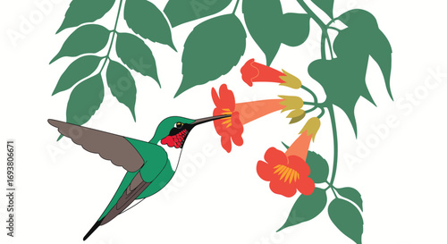Vector art of a rubythroated hummingbird sips nectar from a trumpet vine flower, the bird is green and red with a long beak
