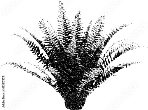 Black and White Illustration of a Lush Fern Plant