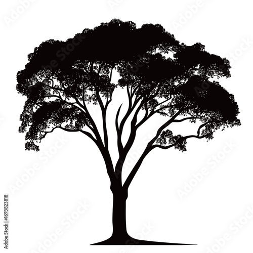 Silhouette of large mature tree with sprawling branches and dense foliage on white background vector illustration