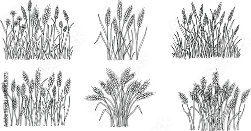 Hand-drawn black and white wheat plant illustrations, detailed grass sketches, agricultural crop design, botanical vintage style, vector farming elements