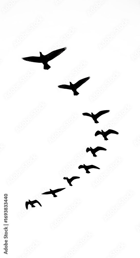 Obraz premium A stylized depiction of birds in flight, forming a graceful arc against a plain white background.