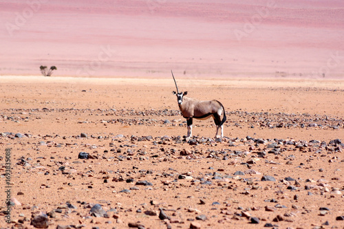 oryx en namibie
