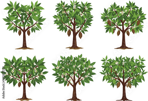 Cacao Tree Vector Set with Pods and Flowers, Tropical Agriculture Illustration for Chocolate Production, Botanical Farming and Nature Concepts