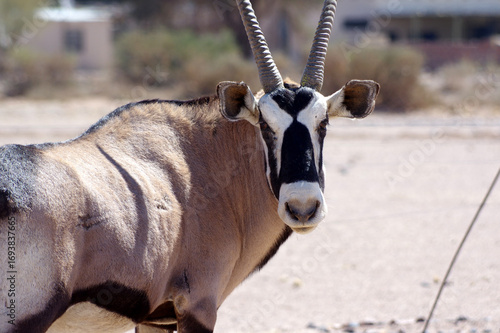 Canvas Print oryx en namibie