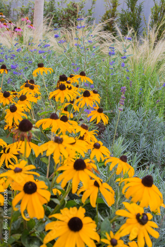 Landscaped garden: Flower bed with yellow Echinacea