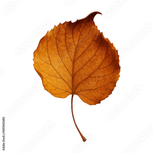 Dried linden leaf on black background showing veins texture