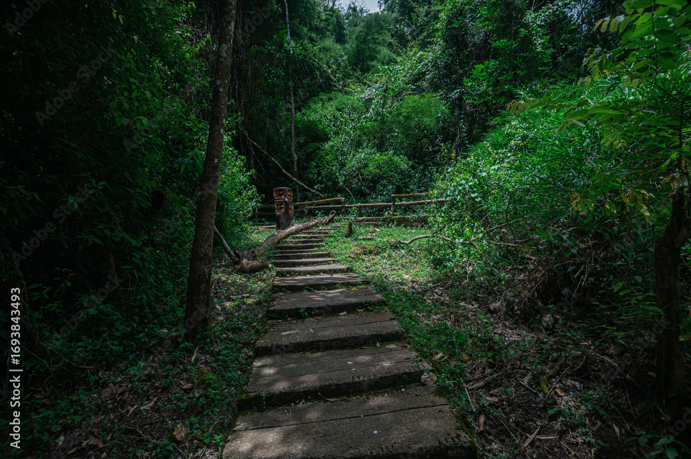 Obraz premium Serene Pathway Through Lush Green Forest Near Hot Springs in Chiang Mai