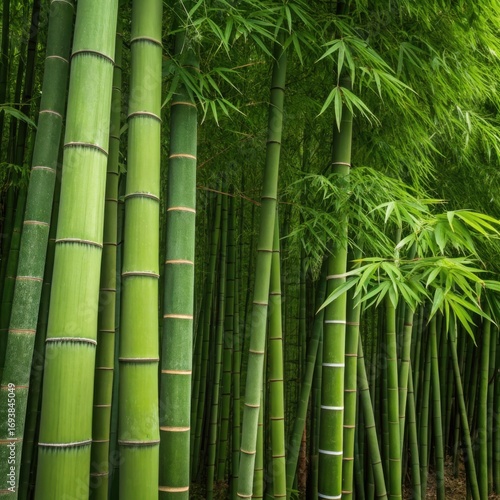 Lush green bamboo forest with tall stalks and dense foliage