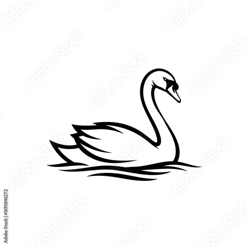 two swans on the water