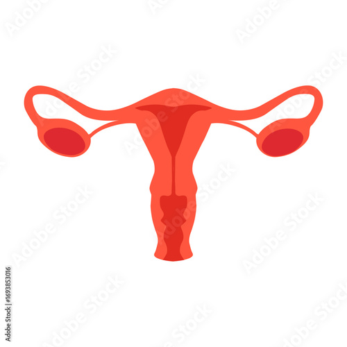 Female reproductive system uterus and ovaries medical illustration