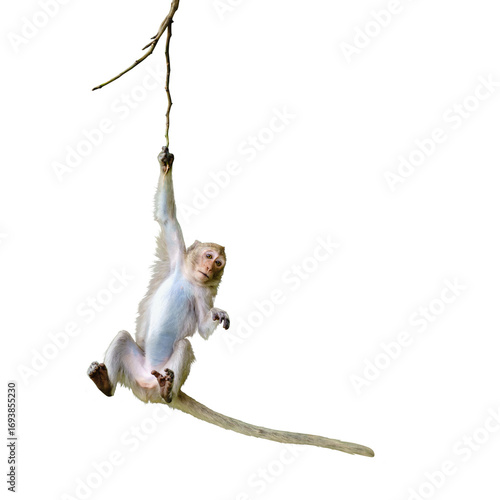 Primates mammals front view brown monkey or Macaca is dangling, looking like Tarzan on a branch, about to fall from tree. Material for creative, isolated on white background, clipping path transparent