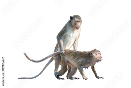 Moment, Macaca or Male monkeys, female monkeys are make love and breed in the mating season in natural forest park with love and warm. Material for creative. Isolated background with transparent.