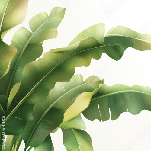 Close up of lush green banana leaves with wavy edges against a white background.