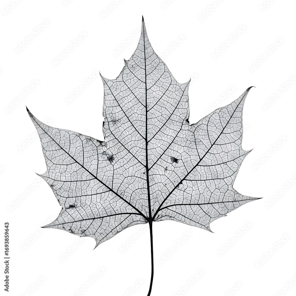 Fototapeta premium Monochrome Maple Leaf Detail isolated on transparent background