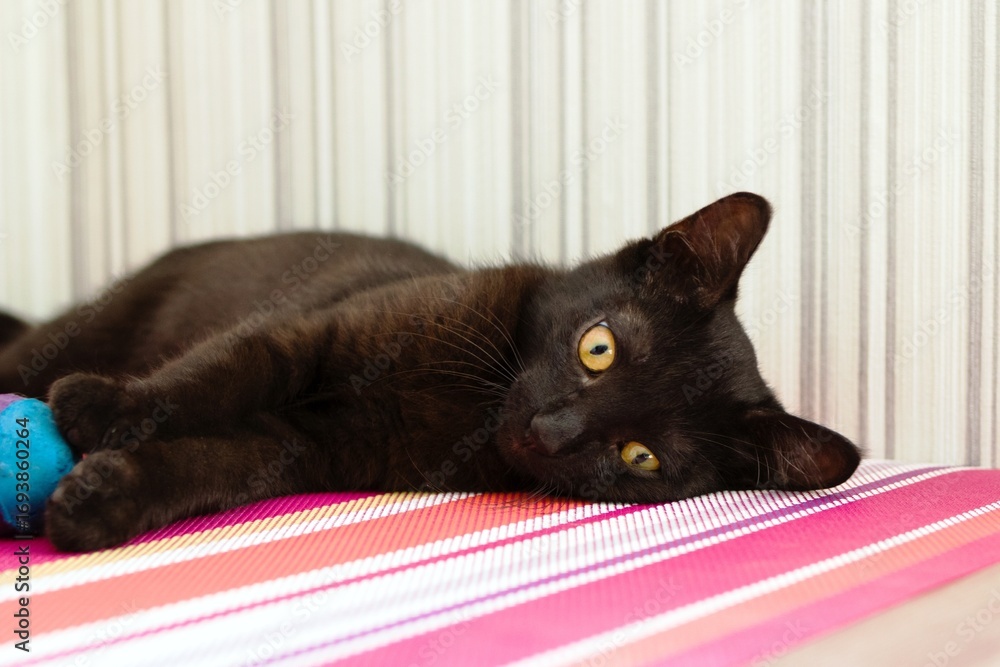 Naklejka premium Adorable Black Kitten is Relaxing on Soft Plaid and Playing with Toy. Captivating Feline Portrait.