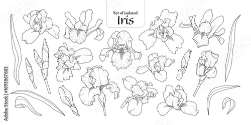 Set of isolated iris flower on transparent background, Botanical illustration in black outline and white plain, hand-drawn style.