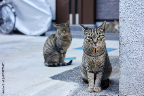 玄関先に座る野良猫