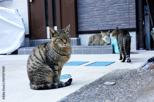 玄関先に座る野良猫