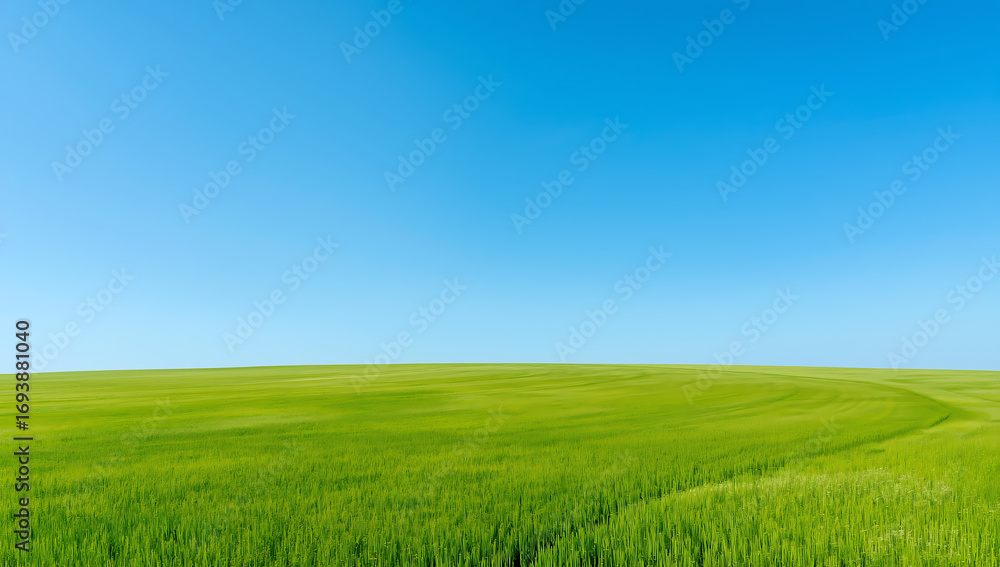 Obraz premium A wide open landscape featuring a vibrant green meadow under a clear blue sky. Fresh grass fields bathed in bright natural light create a clean and minimal background, ideal for website design, presen