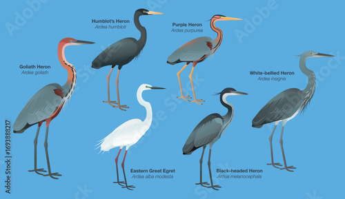 Illustration collection set species of large Asian African herons and egrets: Eastern Great Egret (Ardea modesta), Goliath, Humblot's (humbloti), Purple (purpurea), Black-headed, White-bellied Heron.