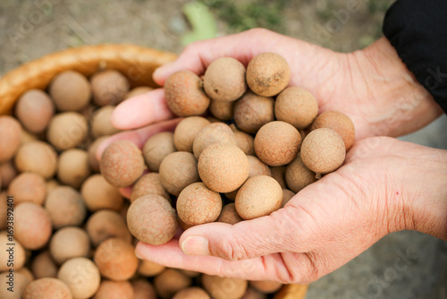 Fresh Longan Fruits in Hands - Yunnan China Traditional Harvest Detail