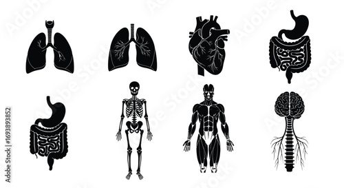 Black and white illustrations of human organs and systems, including lungs, heart, and brain.