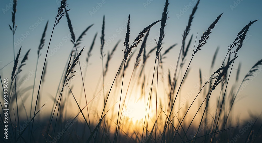 Obraz premium Silhouetted tall grass stalks in a field during a beautiful, serene sunset with a warm golden glow.