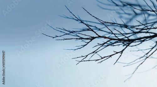 Close-up of a tree branch against a clear blue sky. the branch is bare and has no leaves, with no leaves or branches visible.