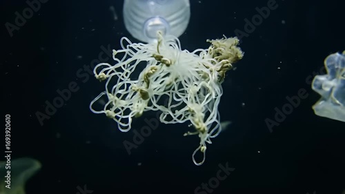 Plastic trash floats in a dark ocean