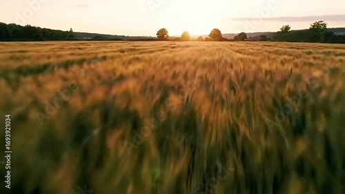 Golden field stretches to distant trees under a pale sunset sky, blurred motion