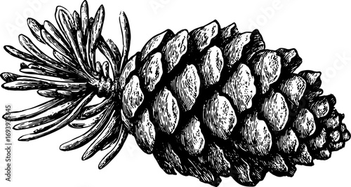 Pinecone with needles and branch in detailed monochrome line style. Botanical vector illustration.