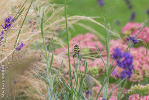 Wasp spider (garden spider, argiope bruennichi) with its web between plants in the garden