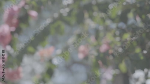 ハワイの風に靡く花
Flowers swaying in the Hawaiian wind
Slog_4k_24p