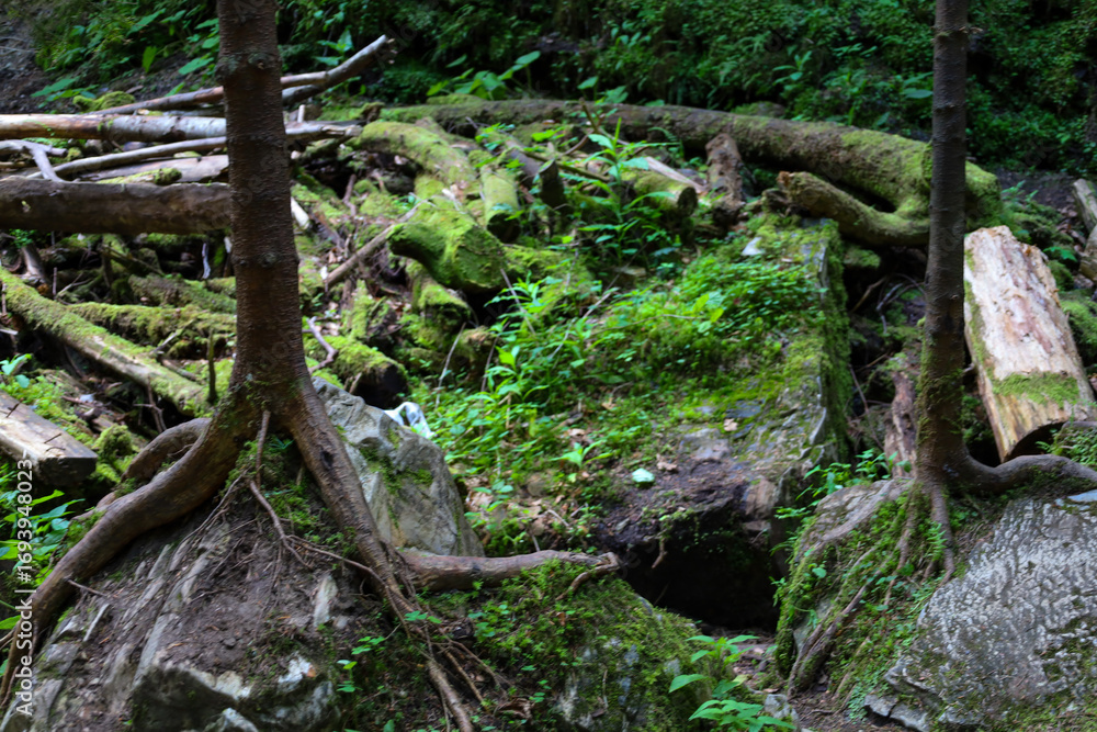 Obraz premium Two young trees growing directly from rocks showcase the strength and resilience of nature. Their roots embrace the moss-covered stones, and fallen branches are scattered around, creating an atmospher