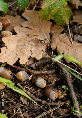 acorn  in the autumn forest, close up