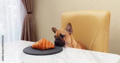 Small, mischievous French Bulldog puppy, initially hesitant, stretches its head to lick croissant on table. Gaining courage, puppy climbs up with its front paws and licks croissant and plate