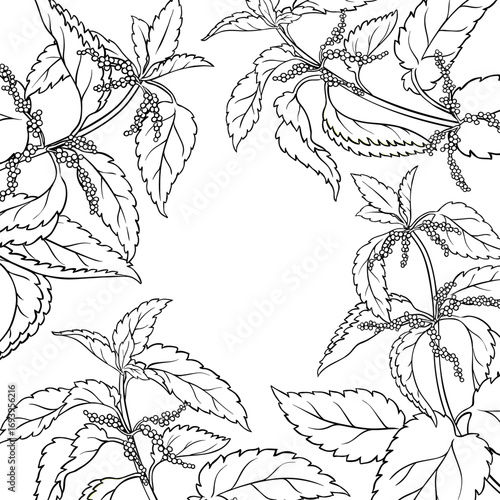 Nettle Plant with Flowers and Leaves Outline Frame. Vector isolated for design or decoration.
