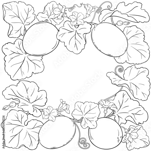 Melon Plant with Flowers, Fruits and Leaves Outline Frame. Organic natural nutritional healthy food ingredient, vegetarian diet product. Vector isolated for design or decoration.