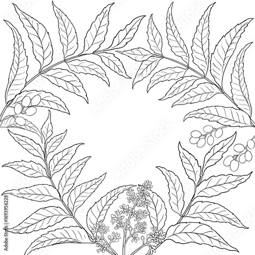 Neem Branch with Flowers, Berries and Leaves Outline Frame. Vector isolated for design or decoration.