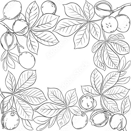 Mongongo Branch with Nuts and Leaves Outline Frame. Organic natural nutritional healthy food ingredient, vegetarian diet product. Vector isolated for design or decoration.