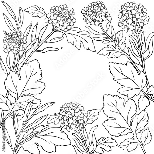 Mustard Plant with Flowers and Leaves Outline Frame. Organic natural nutritional healthy food ingredient, vegetarian diet product. Vector isolated for design or decoration.