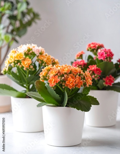 Wallpaper Mural Colorful succulents in pots Torontodigital.ca