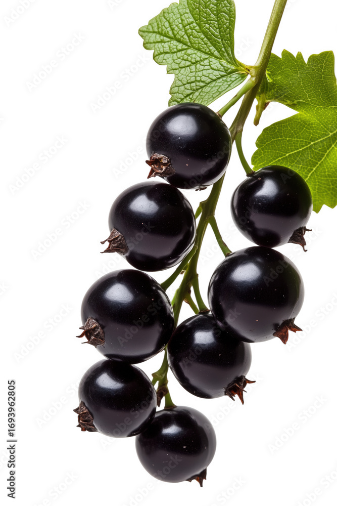 Fototapeta premium Freshly harvested black currants on branch with green leaves and transparent background