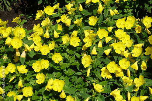 A lot of yellow flowers of sundrops in mid June