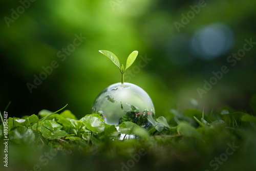 Sustainable Environmental Development concept, small tree on Crystal globe glass in green forest to protect nature. Eco-friendly esg conservation care. Earth clean and ecology, Green business.