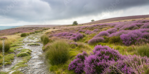 Blooming Heather Fields with Stone Trail and Stunning Highland Scenery with Vibrant Purple Flowers and Rugged Terrain
