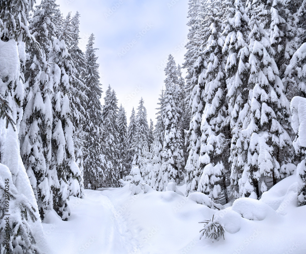 Obraz premium Snow-covered trail through a fir forest in winter