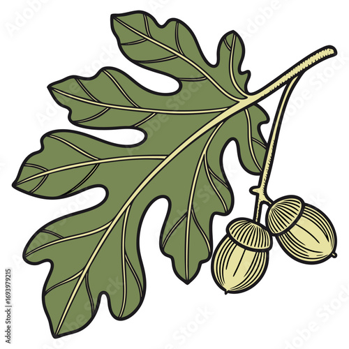 A Single Oak Leaf against a crisp white surface, nature, greenery, plant.